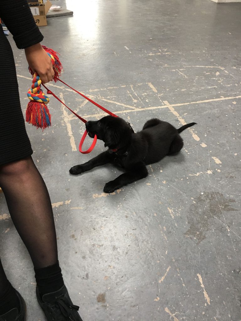 A black puppy on a red lead lies on a scrappy painted floor. The lead is held by a hand with a rope toy and a leg in tights on the left hand side of the image.