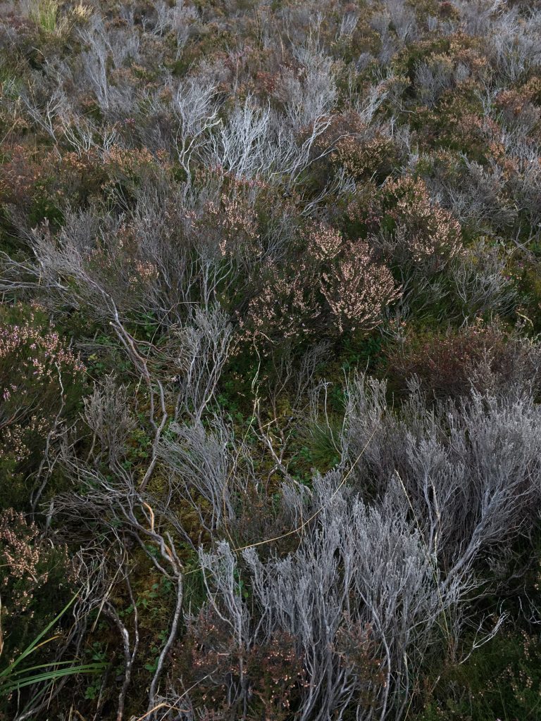 heather and mosses