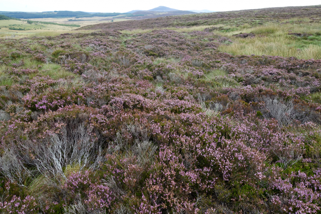Fields of heather