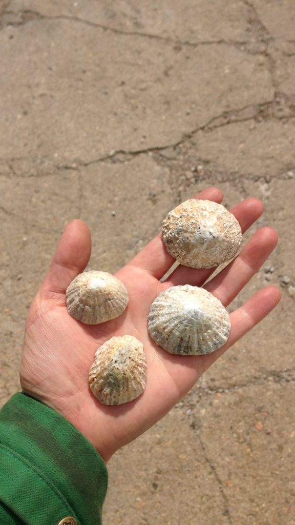 From the bottom left corner of the image, an emerald green jacket cuff leads to an open hand situated in the centre of the image. The palm of the hand is facing upwards and is flat. Five fingers are relaxedly spread. Sitting in this hand are four sandy coloured shells with dark flecks. The shells have texture surfaces. Varying in shape and size, all four take wide, flat conical forms.