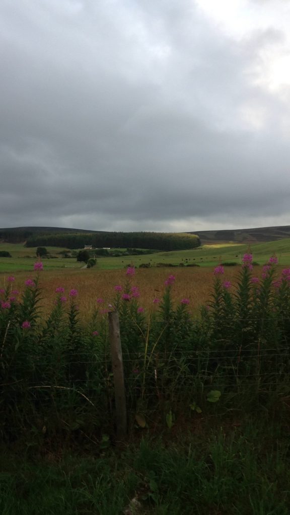 The view from the back of the Bothy in summertime. In the foreground is tall green foliage topped with pink flowers. Behind this boundary of wildflowers are rolling, rich green grassy fields. A farmhouse sits on the hill in the distance. Thick, grey, ominous clouds bare over the landscape, however there is a break where the sun is shining through, lighting a forest far in the distance. Hills of heather also sit on the horizon.
